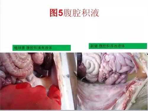 猪链球菌爆料方法视频讲解,猪链球菌检测与爆料方法视频详解